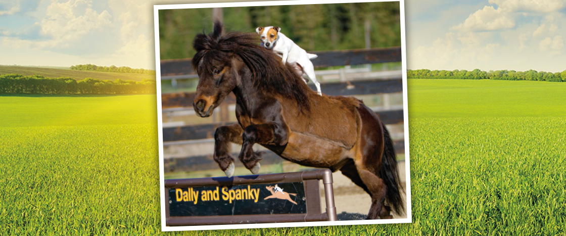 Image of a dog riding a horse