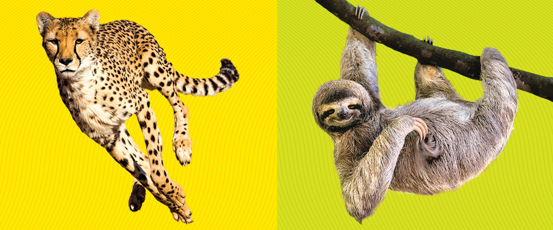 Image of a cheetah and a sloth