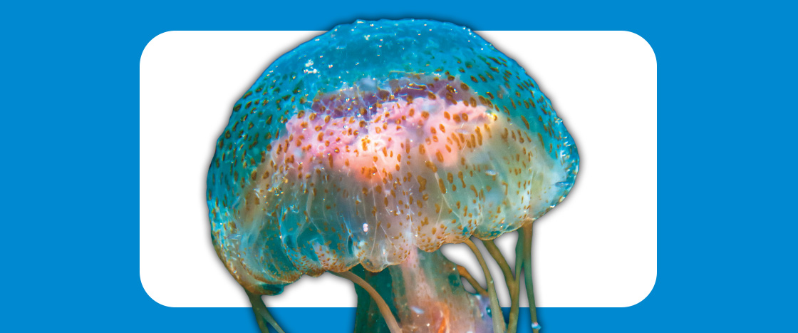 Image of a colorful jellyfish