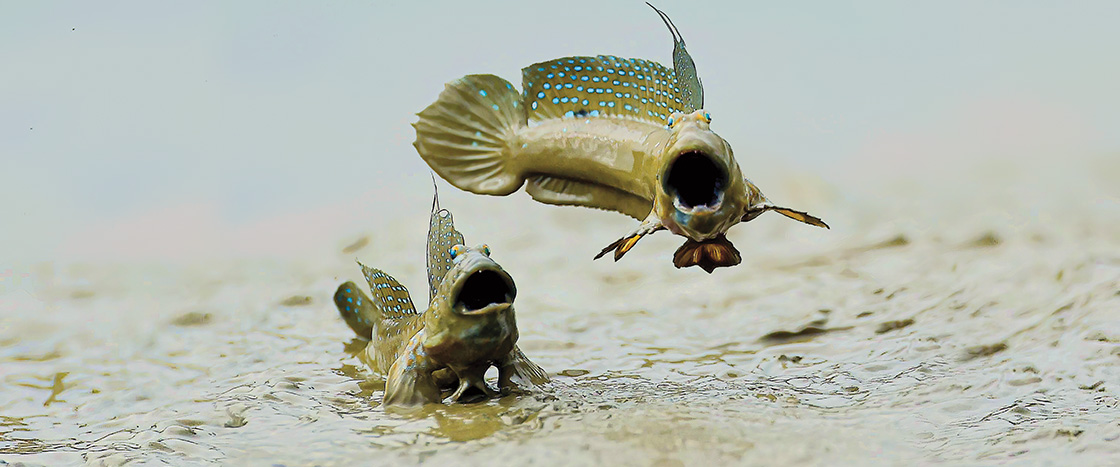 Photo of a fish jumping in the air while another watches from the ground