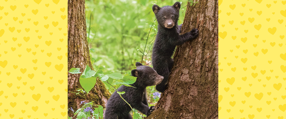 Image of two black bear cubs climbing a tree