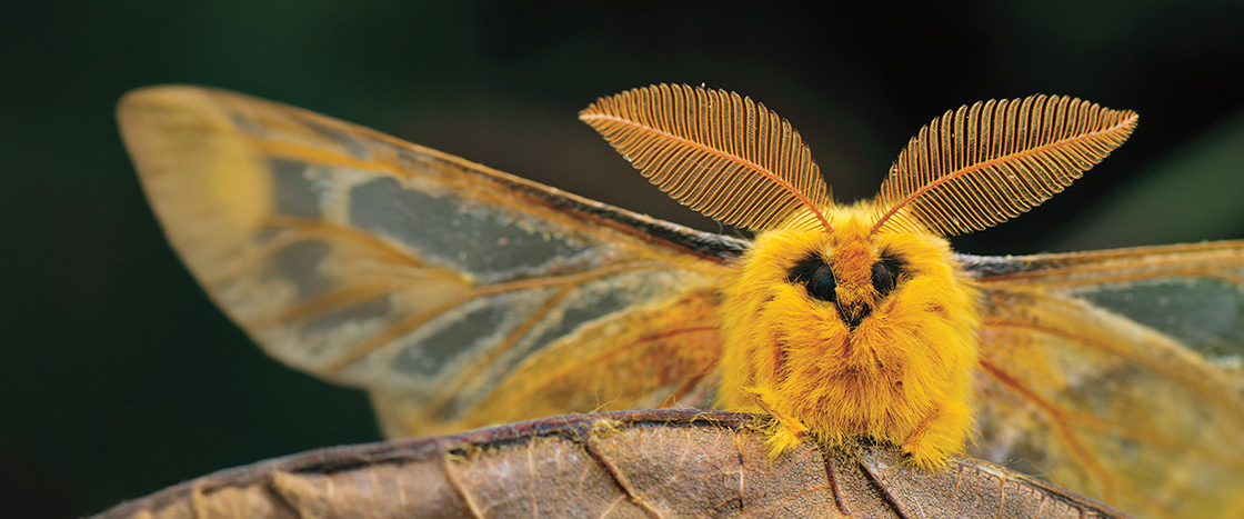 Image of a fluffy orange moth